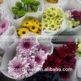 Reasonable price fresh cut chrysanthemum flower