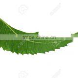 MARGOSA TREE thumbnail-1
