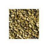 Pumpkin Seed Kernel thumbnail-1
