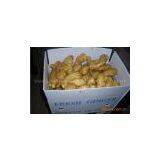 Fresh Ginger thumbnail-1