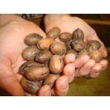 Pecan Nuts thumbnail-1