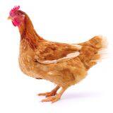 Pig Waste Sludge Dewater Equipment in Agricultural