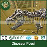 Lisaurus-0183 Dinosaur Fossil as Educational Equipment Quality Choice