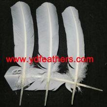 White Turkey Plume Feather for Wholesale