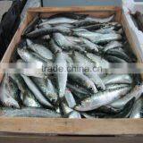WR Frozen Sardines thumbnail-6