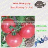 Best High Yield Tomato Seeds for Planting