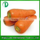 2013 Carrot With Best Price