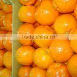 Vermont Mandarine thumbnail-1