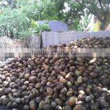 Husked Coconuts From Tamilnadu thumbnail-2