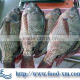 Good Chinese Frozen Black Tilapia Fish Price