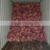 Price of Coconut for Buy thumbnail-3