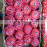 2016 China Red Honey Fuji Apple thumbnail-1
