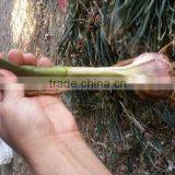 FRESH NORMAL WHITE GARLIC EXPORT 4.5 CM , EGYPT. thumbnail-2