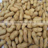 China Origin Size 9/11 Peanut in Shell for Sale thumbnail-2