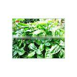 BULK Basil Oil thumbnail-1