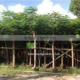 Royal Gardening Nursery Guangzhou company overview - view 3 thumbnail