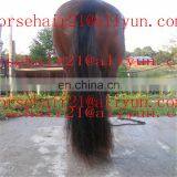 Ebay Horse Tail Hairs / Horsetail Hairs / Horse Hairs thumbnail-3