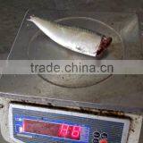 Head off Gutted Tail off Frozen Sardine Fish and Sardinella Longiceps thumbnail-3