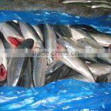 Frozen Mackerel HGT 100/200g