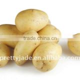 Supply fresh yellow potato from China
