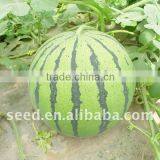 New Star Chinese Early Mature Hybrid Watermelon Seeds