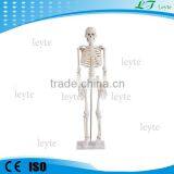 XC-102A 85cm medical teaching plastic skeleton with nerves and blood vessels