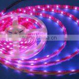 Zhongshan IP67 5050 SMD 12v Led Lights Strip thumbnail-1