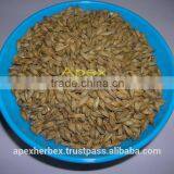 Barley Malt / Hordeum Vulgare Malt / Malt Grains Barley /