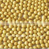 High protein yellow bean--Soya bean