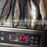 Chinese Frozen Pilchard for Tuna Bait thumbnail-2