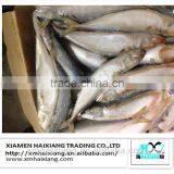 Frozen Pacific Mackerel Fish in High Quality for Sale(600g+) thumbnail-4