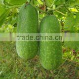 Zucchini Seeds New Variety f1 Seeds thumbnail-2