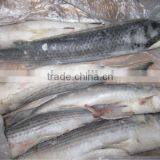 Frozen Mullet Fish Seafood thumbnail-1