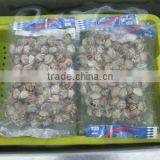 Choice Quality Frozen Vacuum Packed Cooked Short Necked Clam thumbnail-2