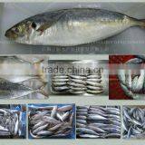 New Laning Whole Round Seafrozen Horse Mackerel for Canning With Good Quality and Competitive Price thumbnail-2