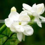 Agra Boutique Taiwan Pure Jasmine Tea Fujian Jasmine Tea Brands thumbnail-3