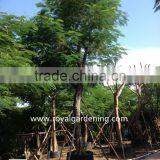 Delonix Regia Ornamental Plants Tropical Trees
