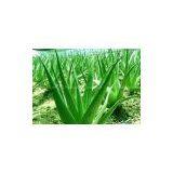 Aloe-emodin thumbnail-2