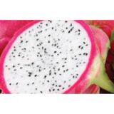 FRESH DRAGON FRUIT (Ms. Angela - WhatsApp: +84 165 582 7745) thumbnail-2