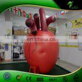 Large Inflatable Heart Organ Replica Balloon Artificial Custom Organ Model Inflatables PVC Advertising Toys Ball thumbnail-4
