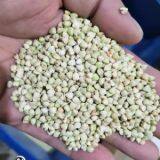 Buckwheat Shelling Machine-- Buckwheat Sheller thumbnail-3