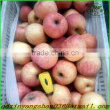 China's Shandong Province, One of the Best Red Fuji Apple/fresh Apple, Exported to Europe and the United States, Southeast Asia thumbnail-2