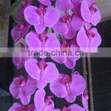 Fresh Cut Flowers Processing Type and Bud Part Fresh Orchid Cheap Wholesale Orchid thumbnail-1