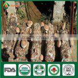 Organic Shiitake Fungus Whole Part Cap Stem Edibal Mushroom Lentinula Edodes thumbnail-4