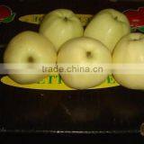 Golden Apple thumbnail-1