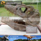 MY Dino-C086 Museum t Rex Dinosaur Head Skeleton thumbnail-2