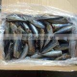 2016 Frozen HGT Bonito High Quality From China