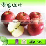 Good Quality Fresh Gala Apple