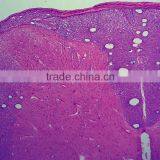 Zoology Animal Histology Prepared Slides for Microscopes thumbnail-3