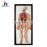 Relief Model of Blood Circulation thumbnail-1